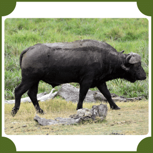Scientific Name of Buffalo | Scientific Names of Animals