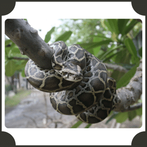 Scientific Name of Python