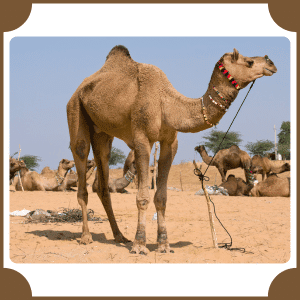 Scientific Name of Camel | Scientific Names of Animals