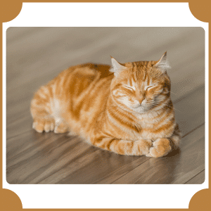 Scientific Name of Cat | Scientific Names of Animals
