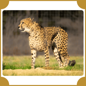 Scientific Name of Cheetah | Scientific Names of Animals