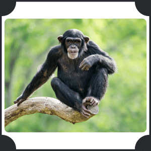 Scientific Name of Chimpanzee