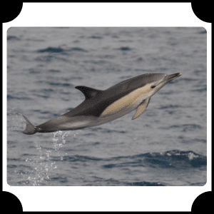Scientific Name of Dolphin