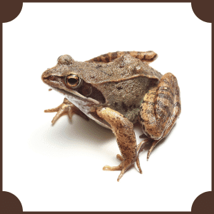 Scientific Name of Frog