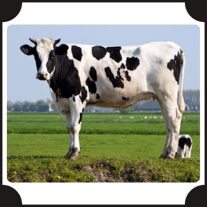 Scientific Name of Cow | Scientific Names of Animals
