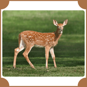 Scientific Name of Deer