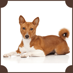 Scientific Name of Dog | Scientific Names of Animals