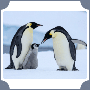Scientific Name of Penguin