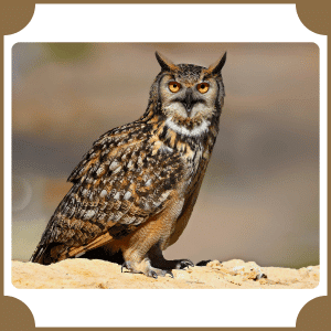 Scientific Name of Owl