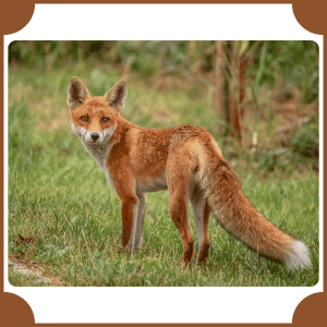 Scientific Name of Fox | Scientific Names of Animals