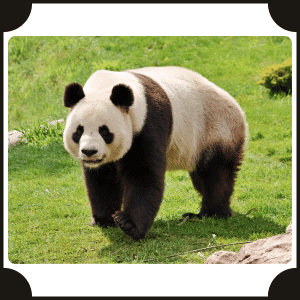Scientific Name of Panda