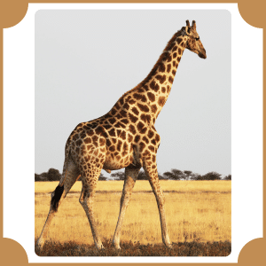 Scientific Name of Giraffe | Scientific Names of Animals