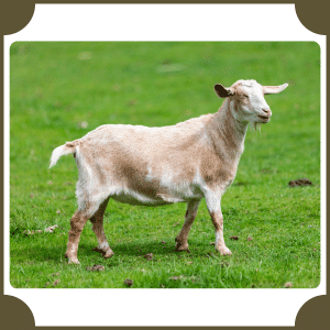 Scientific Name of Goat | Scientific Names of Animals