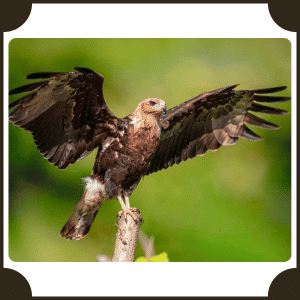 Scientific Name of Eagle