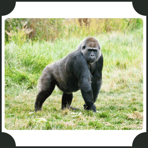 Scientific Name of Gorilla