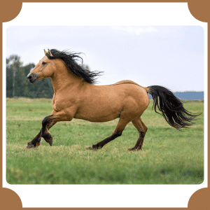 Scientific Name of Horse | Scientific Names of Animals