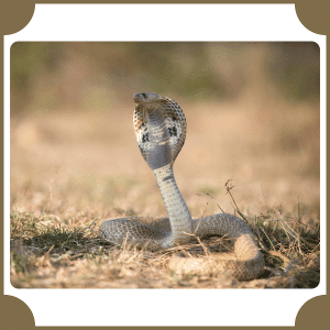 Scientific Name of Cobra