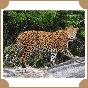 Scientific Name of Leopard | Scientific Names of Animals