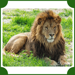 Scientific Name of Lion | Scientific Names of Animals