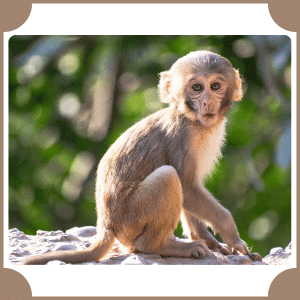 Scientific Name of Monkey