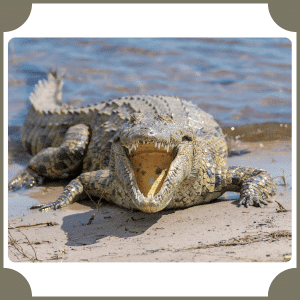 Scientific Name of Crocodile
