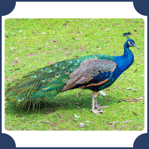 Scientific Name of Peacock
