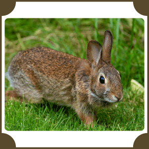 Scientific Name of Rabbit