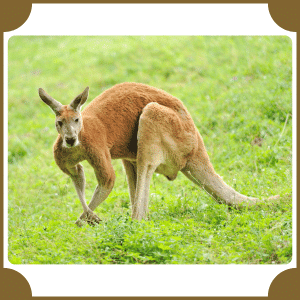 Scientific Name of Kangaroo