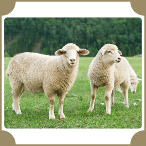 Scientific Name of Sheep | Scientific Names of Animals