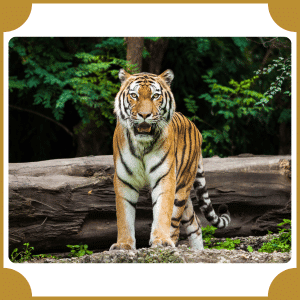 Scientific Name of Tiger | Scientific Names of Animals
