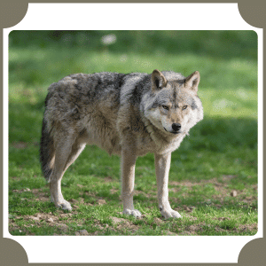 Scientific Name of Wolf | Scientific Names of Animals