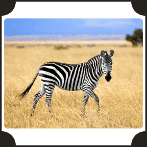 Scientific Name of Zebra | Scientific Names of Animals
