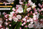 State Flower of Pennsylvania with Name in English and Picture