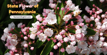 State Flower of Pennsylvania with Name in English and Picture