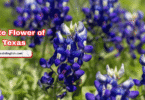 Texas State Flower with Name and Pictures