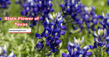 Texas State Flower with Name and Pictures