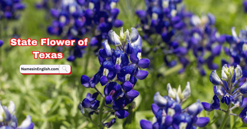 Texas State Flower with Name and Pictures