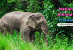 Thailand National Animal with Name and Picture