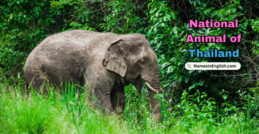 Thailand National Animal with Name and Picture