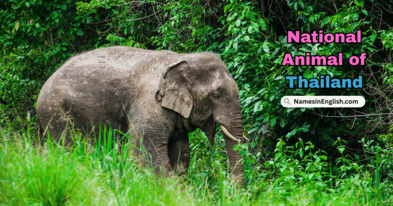 Thailand National Animal with Name and Picture