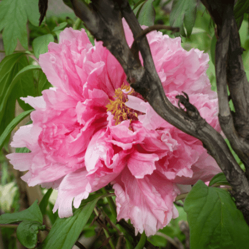 Tree Peony | Giant Flowers with Names