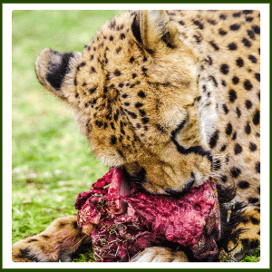What Does the Asiatic Cheetah Eat