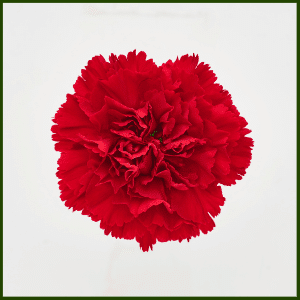 What Does the Scarlet Carnation Look Like