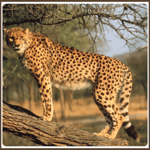 What Is the National Animal of Iran
