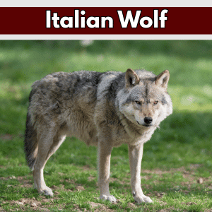 What Is the National Animal of Italy