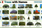 A to Z Trees with Names and Pictures in English