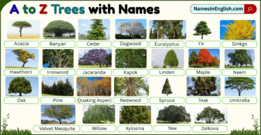 A to Z Trees with Names and Pictures in English