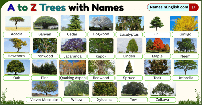 A to Z Trees with Names and Pictures in English