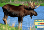 Alaska State Animal with Name and Picture