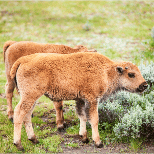 Baby Bison